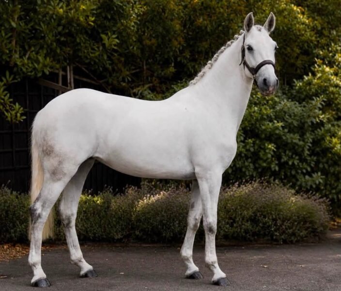 Breeze - 14.2hh 4 year old Mare