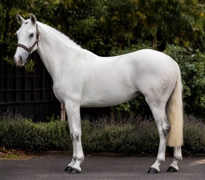 Breeze - 14.2hh 4 year old Mare