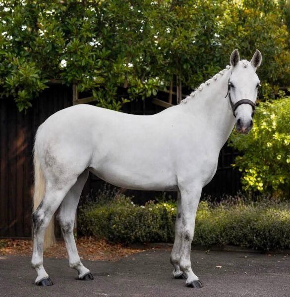 Breeze - 14.2hh 4 year old Mare