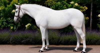 Hope - 6yr old mare