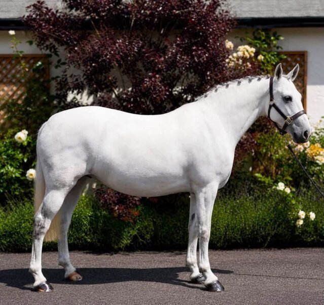 Hope - 6yr old mare