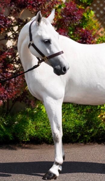 Hope - 6yr old mare