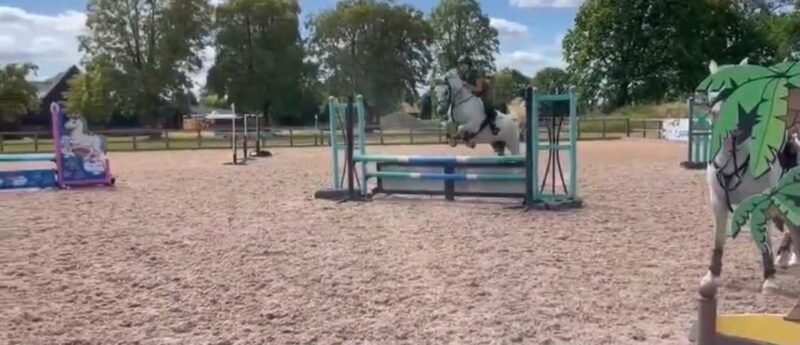 Hope - 6yr old mare
