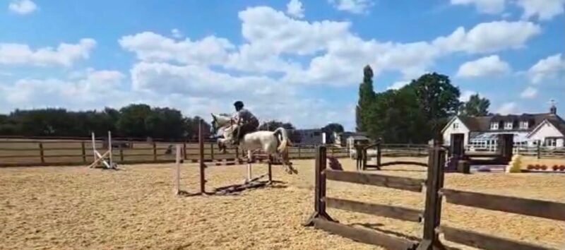 Hope - 6yr old mare