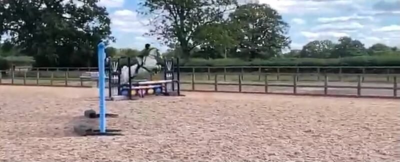 Hope - 6yr old mare