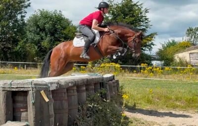 156cm 4 year old Connemara