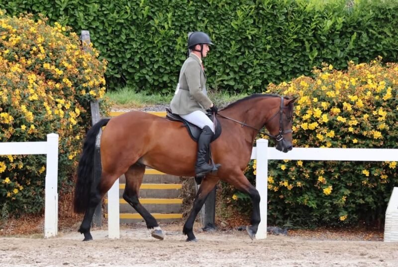 156cm 4 year old Connemara