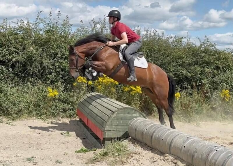 156cm 4 year old Connemara