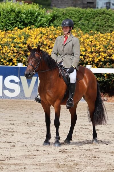 156cm 4 year old Connemara