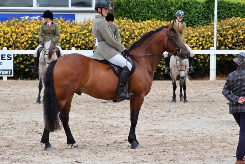 156cm 4 year old Connemara