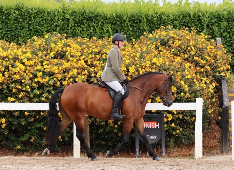 156cm 4 year old Connemara