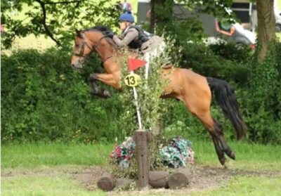 Talented 5 year old gelding