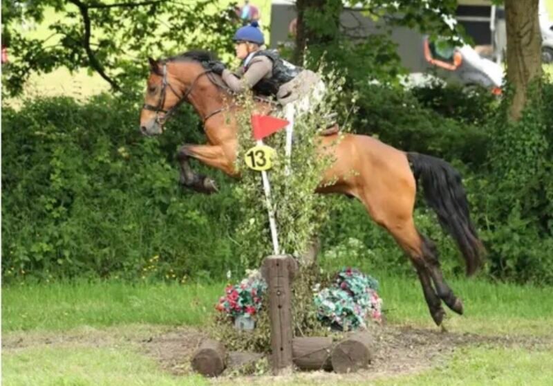 Talented 5 year old gelding