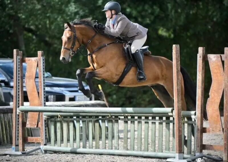 Talented 5 year old gelding