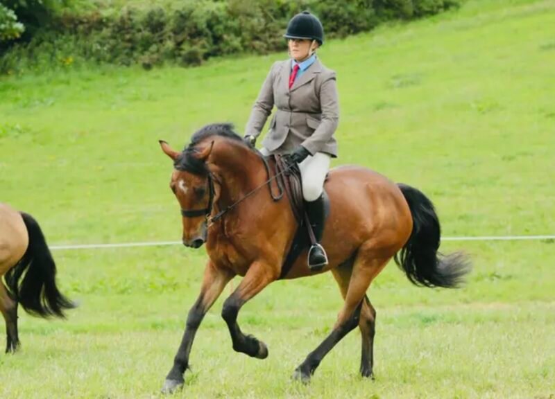 Talented 5 year old gelding