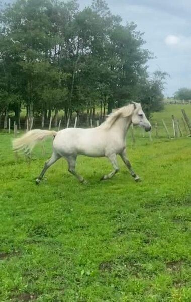 Four year old Connemara gelding