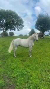 Four year old Connemara gelding