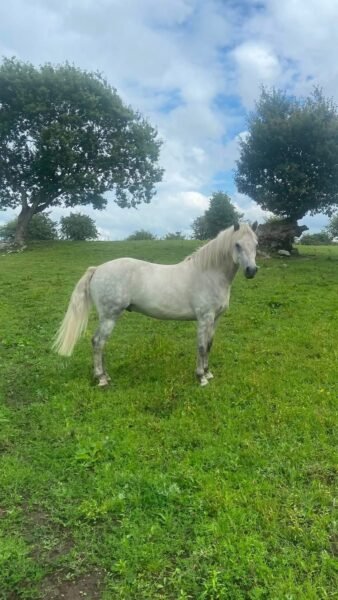 Four year old Connemara gelding