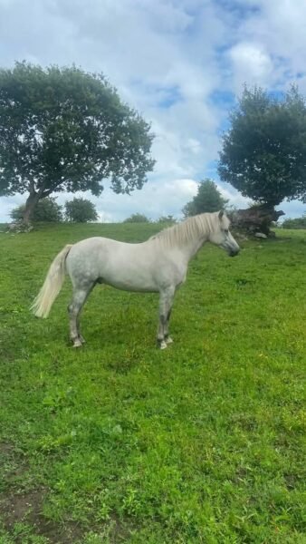 Four year old Connemara gelding