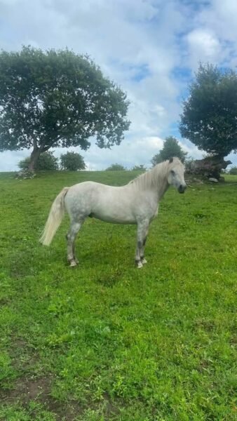 Four year old Connemara gelding