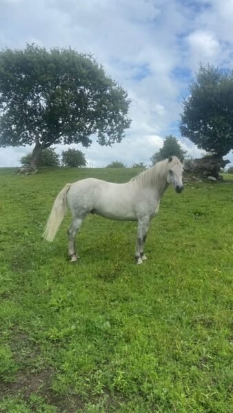 Four year old Connemara gelding