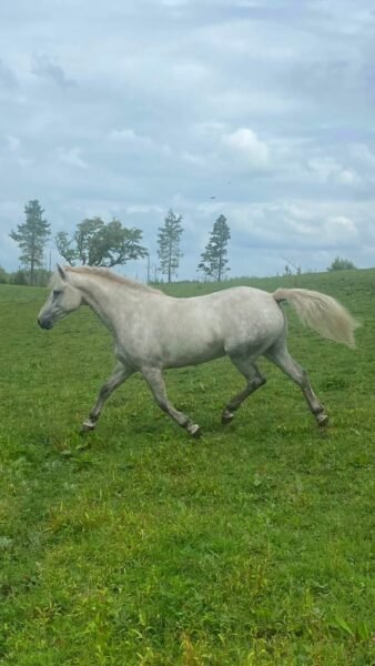 Four year old Connemara gelding