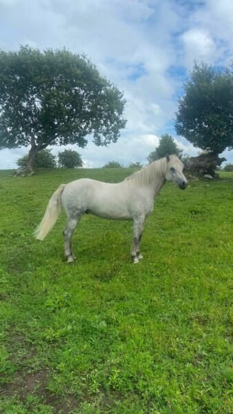 Four year old Connemara gelding
