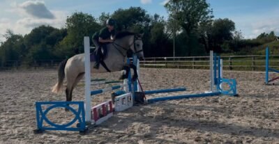 George - 14.2hh Dun Gelding