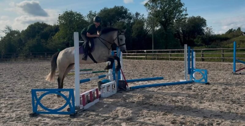 George - 14.2hh Dun Gelding