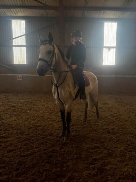 George - 14.2hh Dun Gelding
