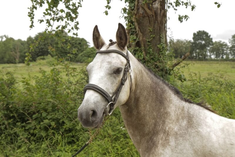 George - 14.2hh Dun Gelding