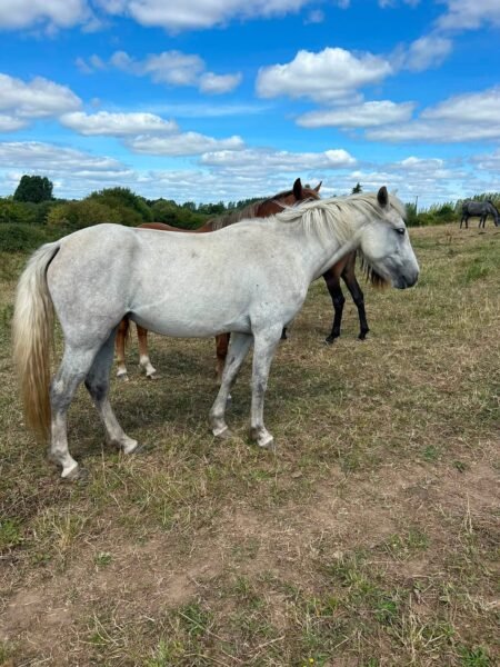 14.2hh filly for sale