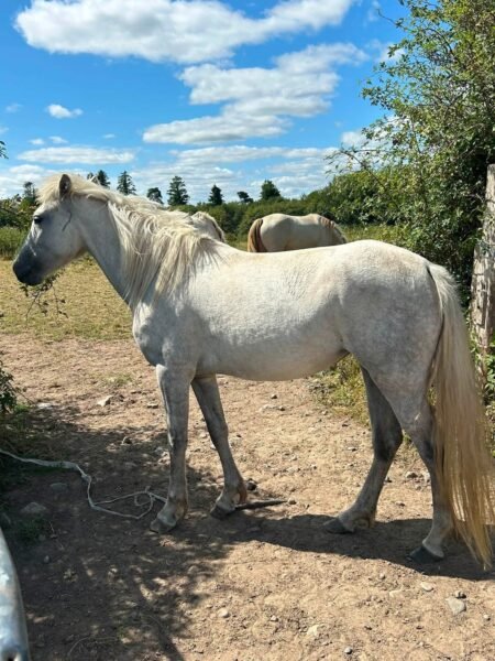 14.2hh filly for sale