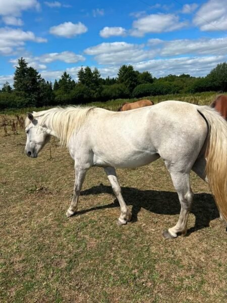 14.2hh filly for sale