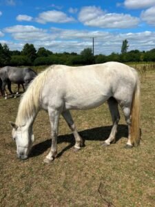 14.2hh filly for sale