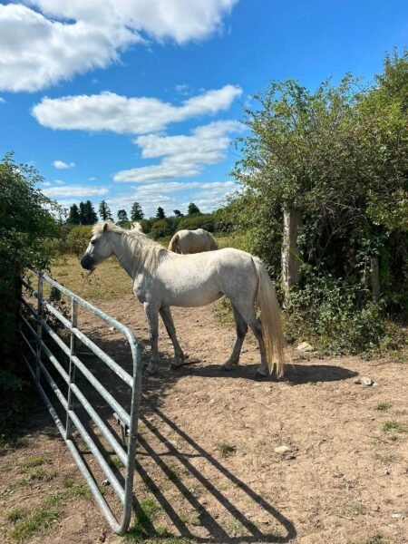 14.2hh filly for sale