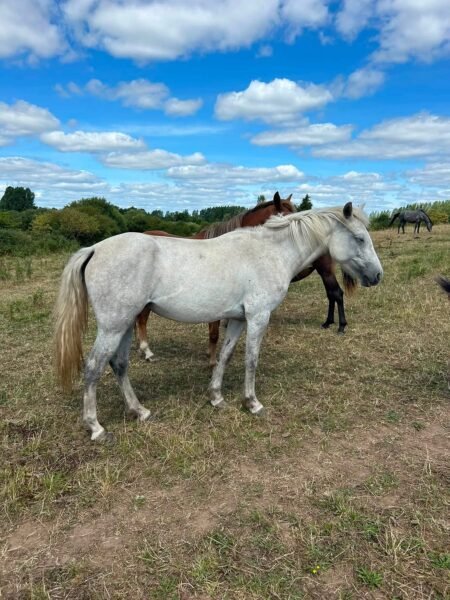 14.2hh filly for sale