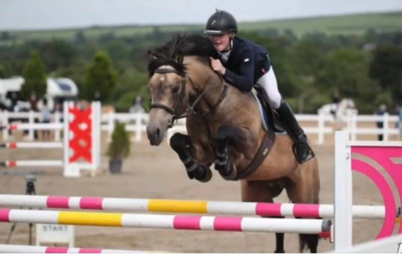 Springfield Oliver at Stud