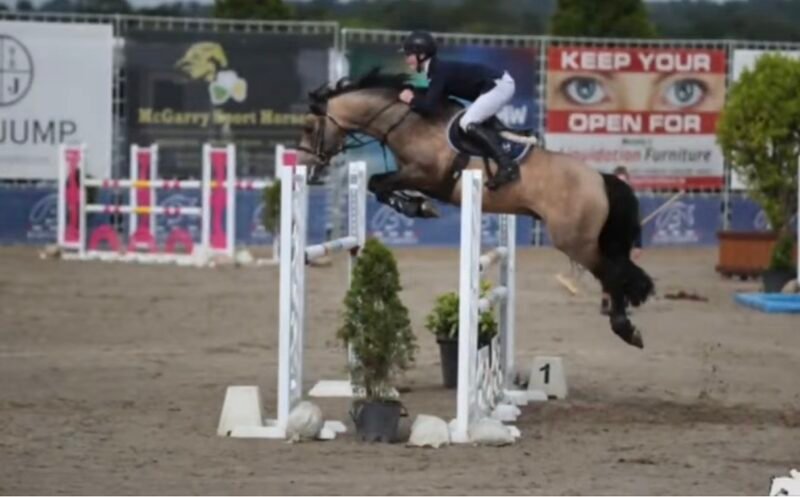 Springfield Oliver at Stud