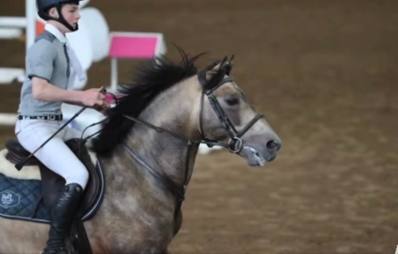 Springfield Oliver at Stud