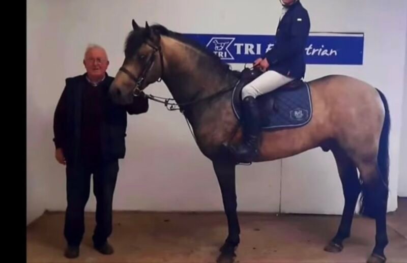 Springfield Oliver at Stud