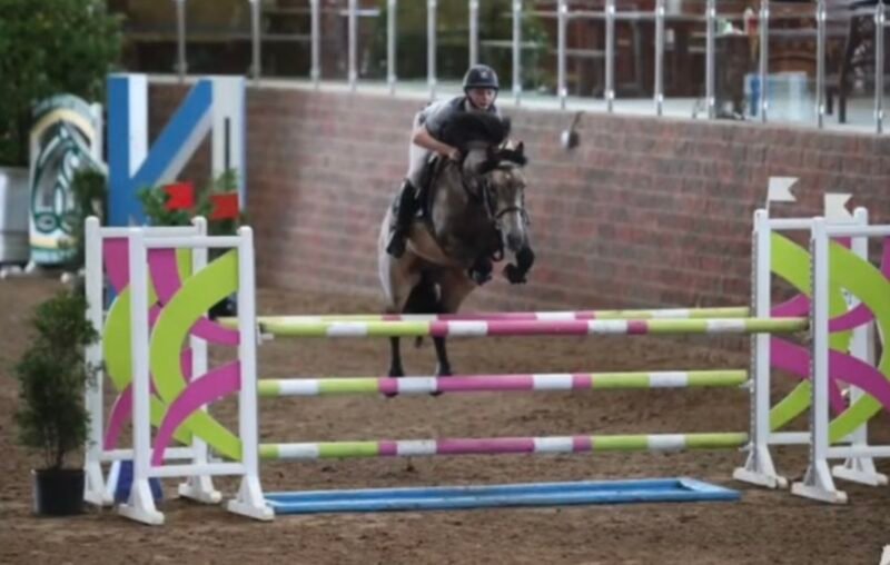 Springfield Oliver at Stud