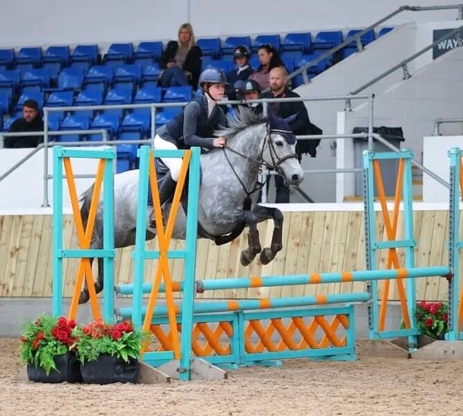 148cm JD Showjumping Gelding