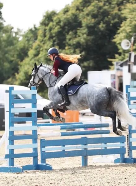 148cm JD Showjumping Gelding