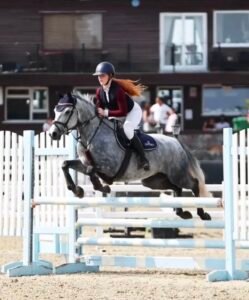 148cm JD Showjumping Gelding
