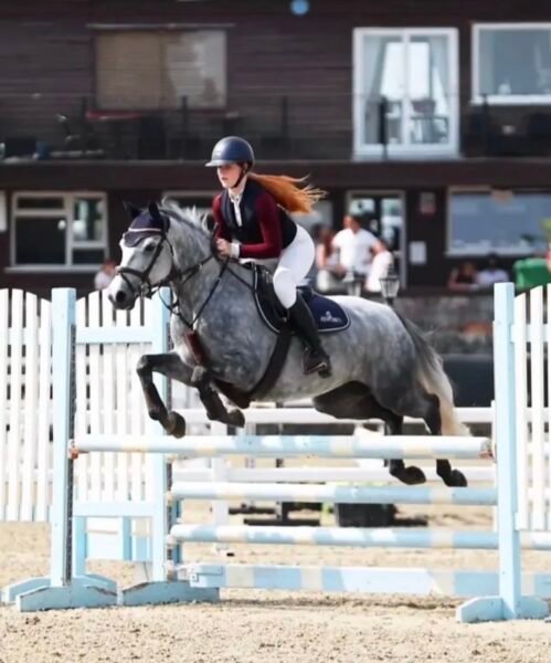 148cm JD Showjumping Gelding