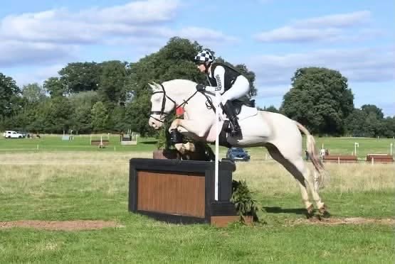 148cm Connemara Gelding