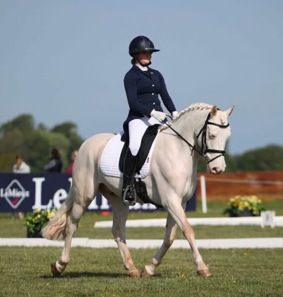 148cm Connemara Gelding