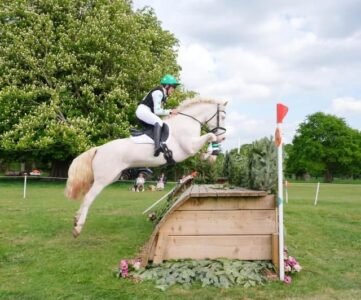 148cm Connemara Gelding