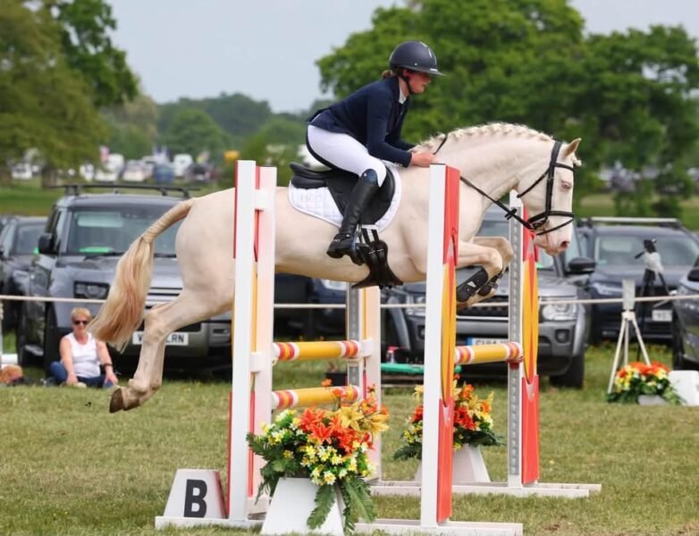 148cm Connemara Gelding